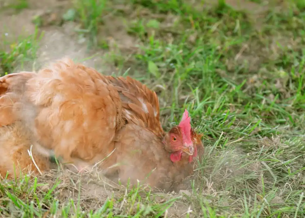 Five Fascinating Facts About Chickens | World of Vegan