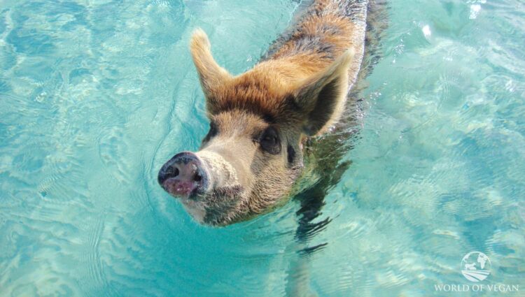 Sadly, Pig Beach Isn’t Paradise for the Swimming Pigs in the Bahamas