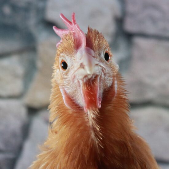 A chicken looking upwards, with a stone walkway in the background.