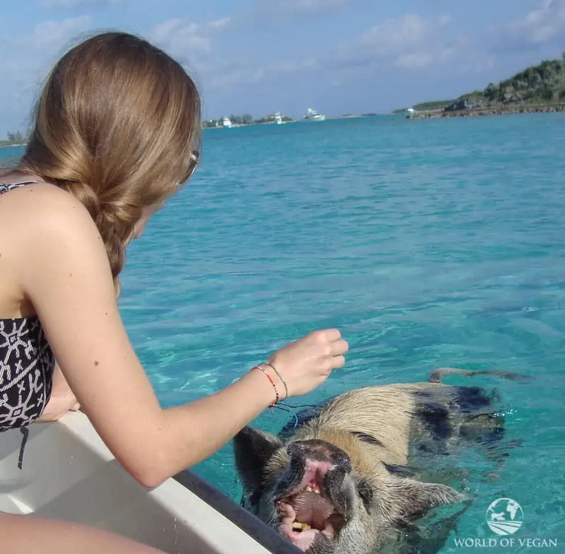 Feeding swimming pig from a boat in the Bahamas.