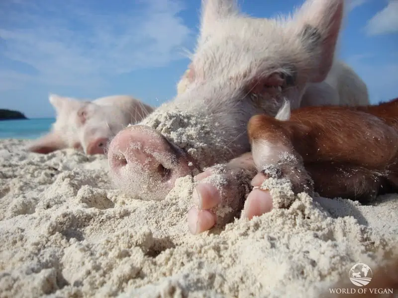 Sleeping pigs on the beach in the Bahamas.