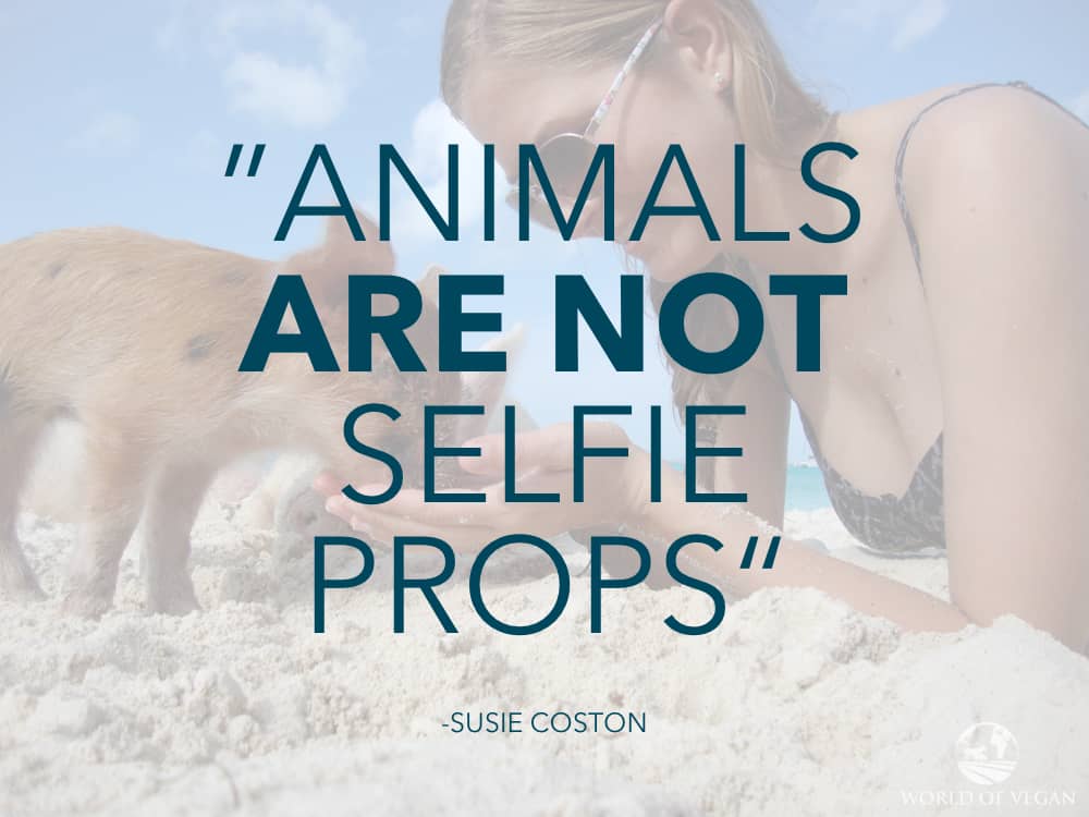 Woman feeding a piglet on Pig Beach with text overlay "Animals are not selfie props - Susie Coston."