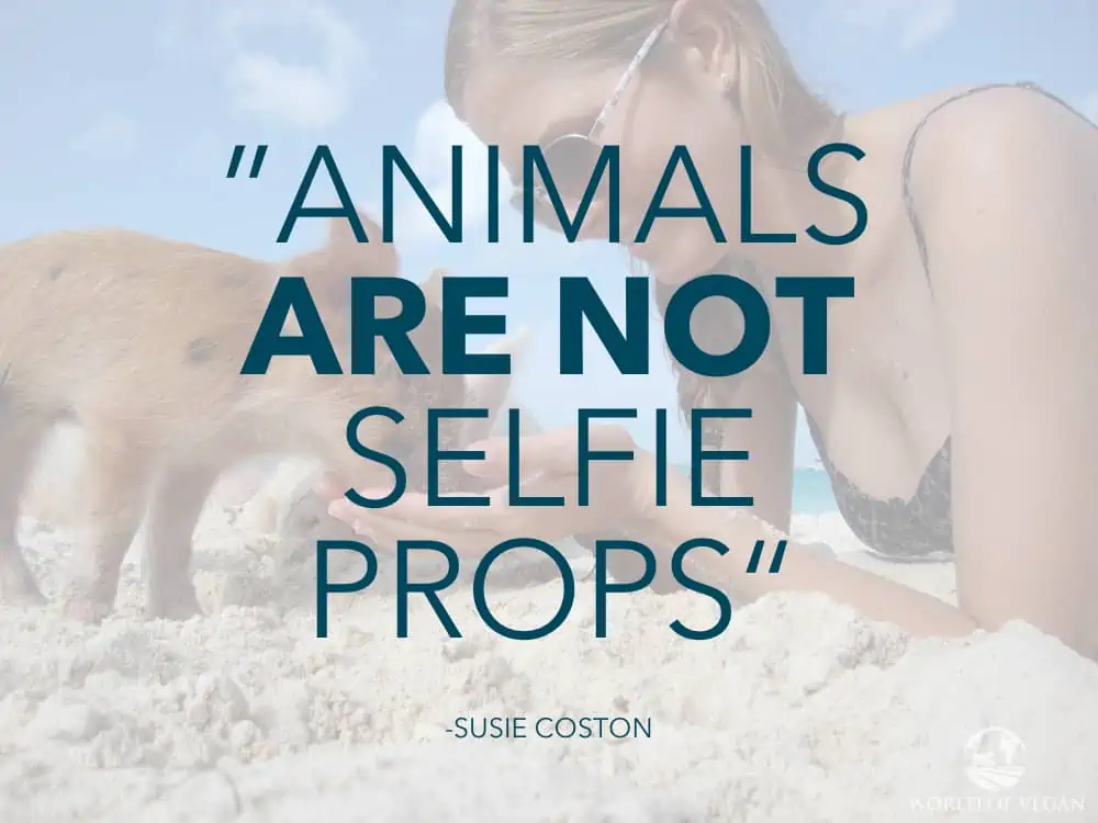 Woman feeding a piglet on Pig Beach with text overlay "Animals are not selfie props - Susie Coston."