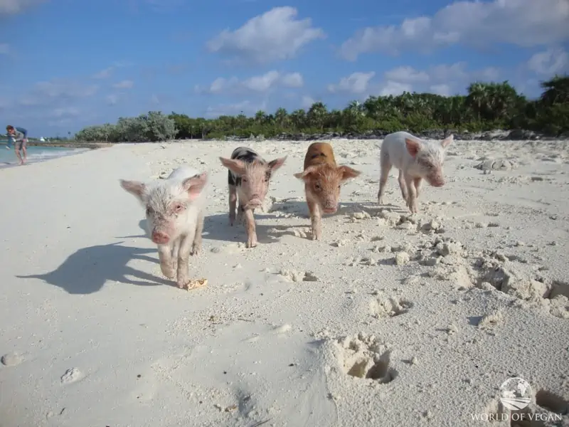 Four piglets of swimming pigs on the Caribbean Pig Island.