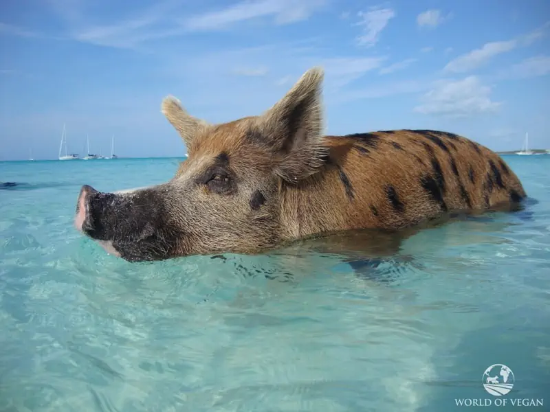 Adult pig swimming in the crystal clear water on pig beach.
