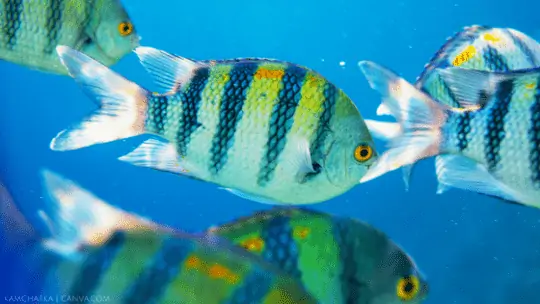 A beautiful blue and yellow striped fish swimming in the ocean.