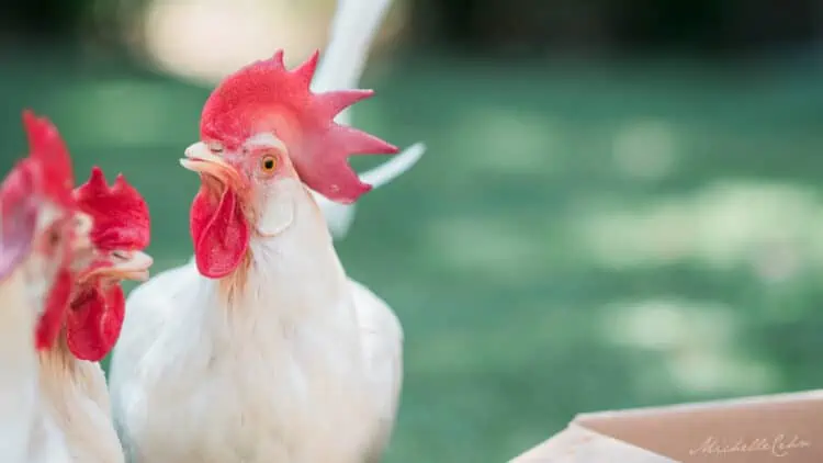 White chickens looking at the camera standing in a grass field.