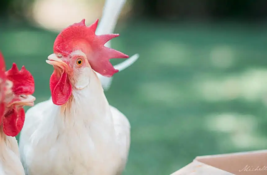 White chickens looking at the camera standing in a grass field.