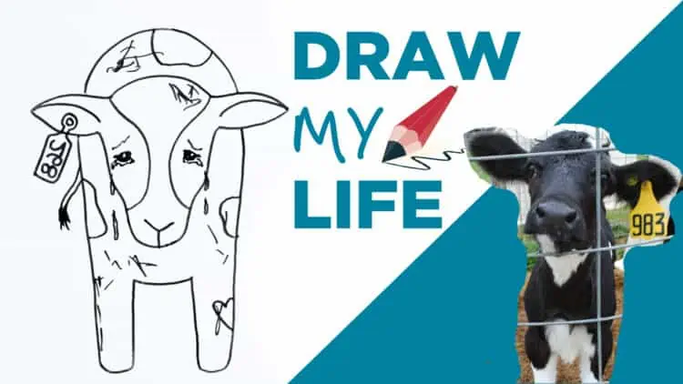 Draw My Life: A Cow in Today's Dairy Industry