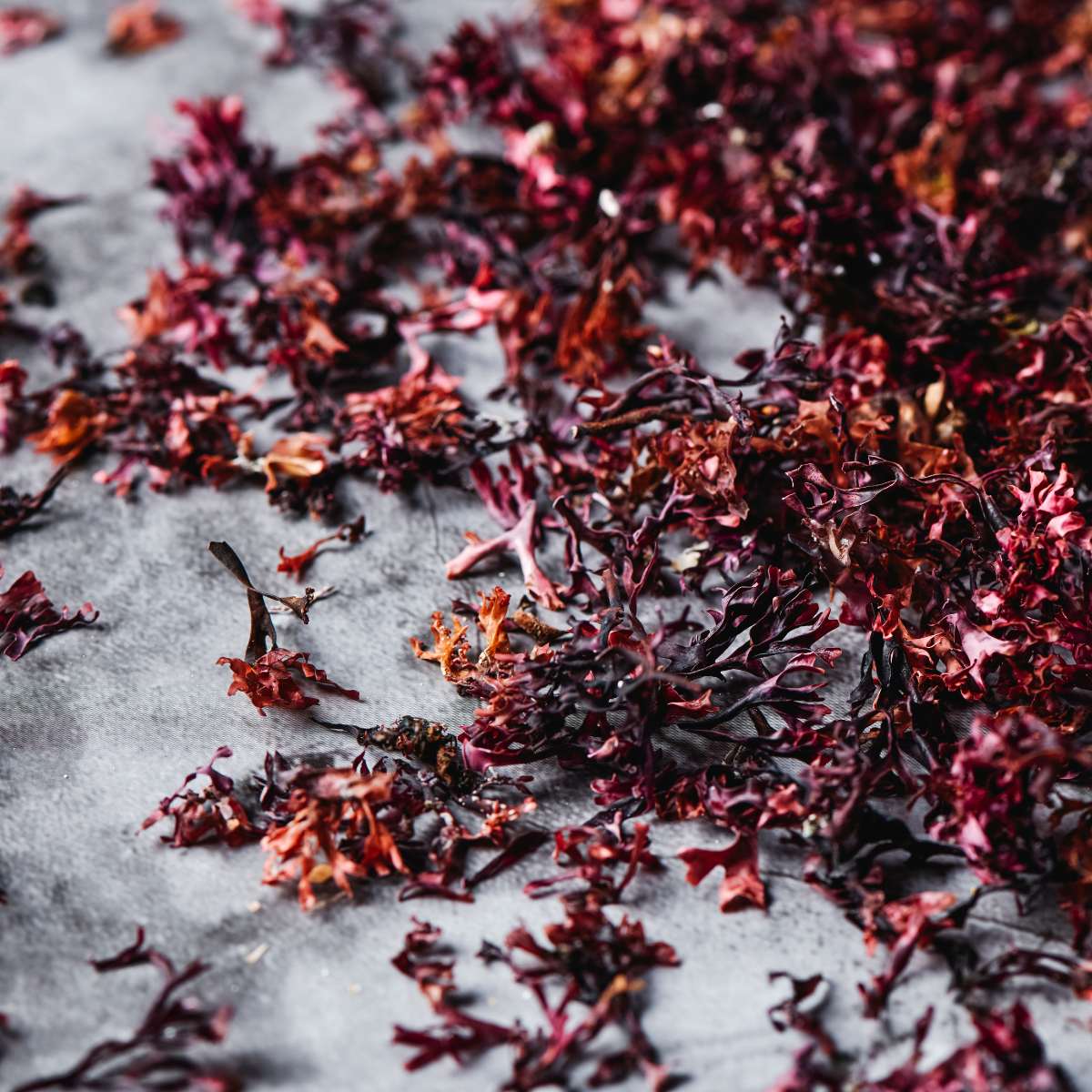 Irish moss (red seaweed) used to make carrageenan scattered on a countertop.