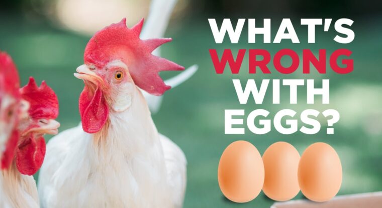What's Wrong with Eggs? | World of Vegan
