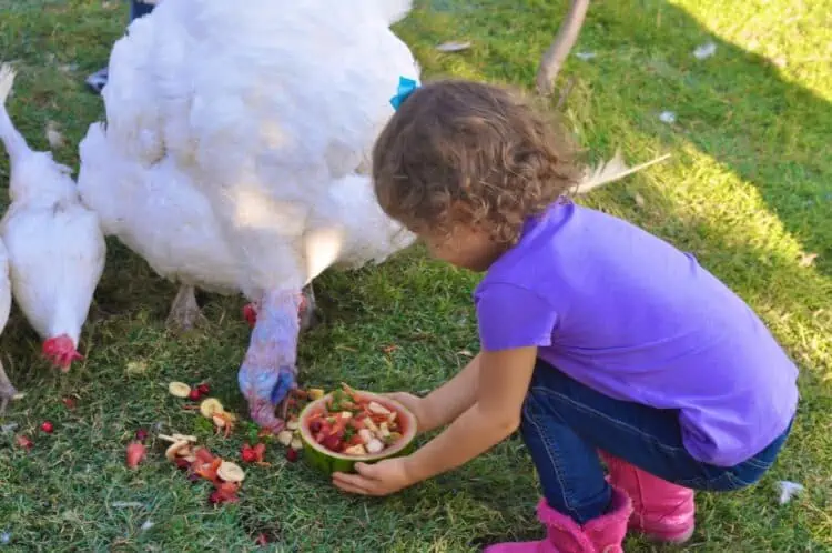 Farm Animal Sanctuary Child Feeding a Rescued Turkey on Thanksgiving Event