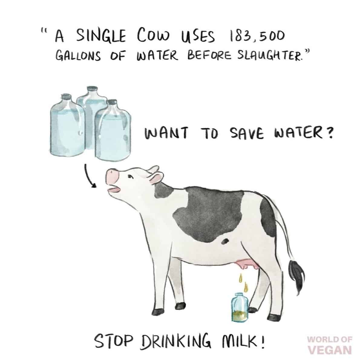 Vegan art illustration showing how much water cows drink in the dairy industry.