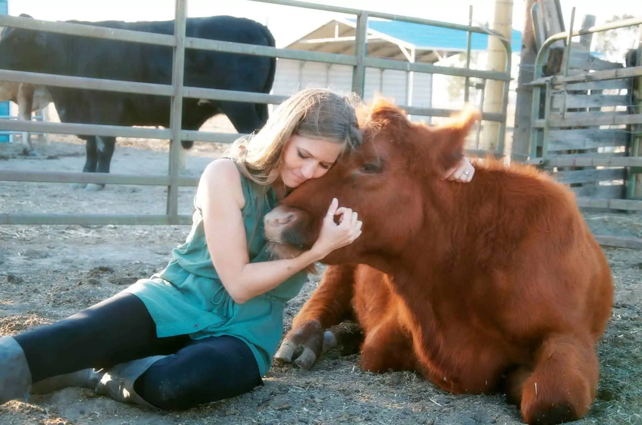 Farm Animal Sanctuary Guide: Visit, Volunteer, & Meet the Animals!