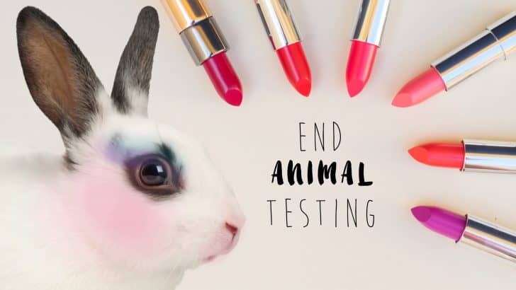 The Humane Cosmetics Act and How You Can Help End Animal Testing!