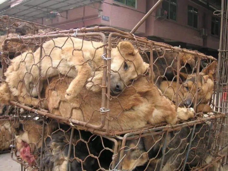 Dog Meat Trade photo by Karreman