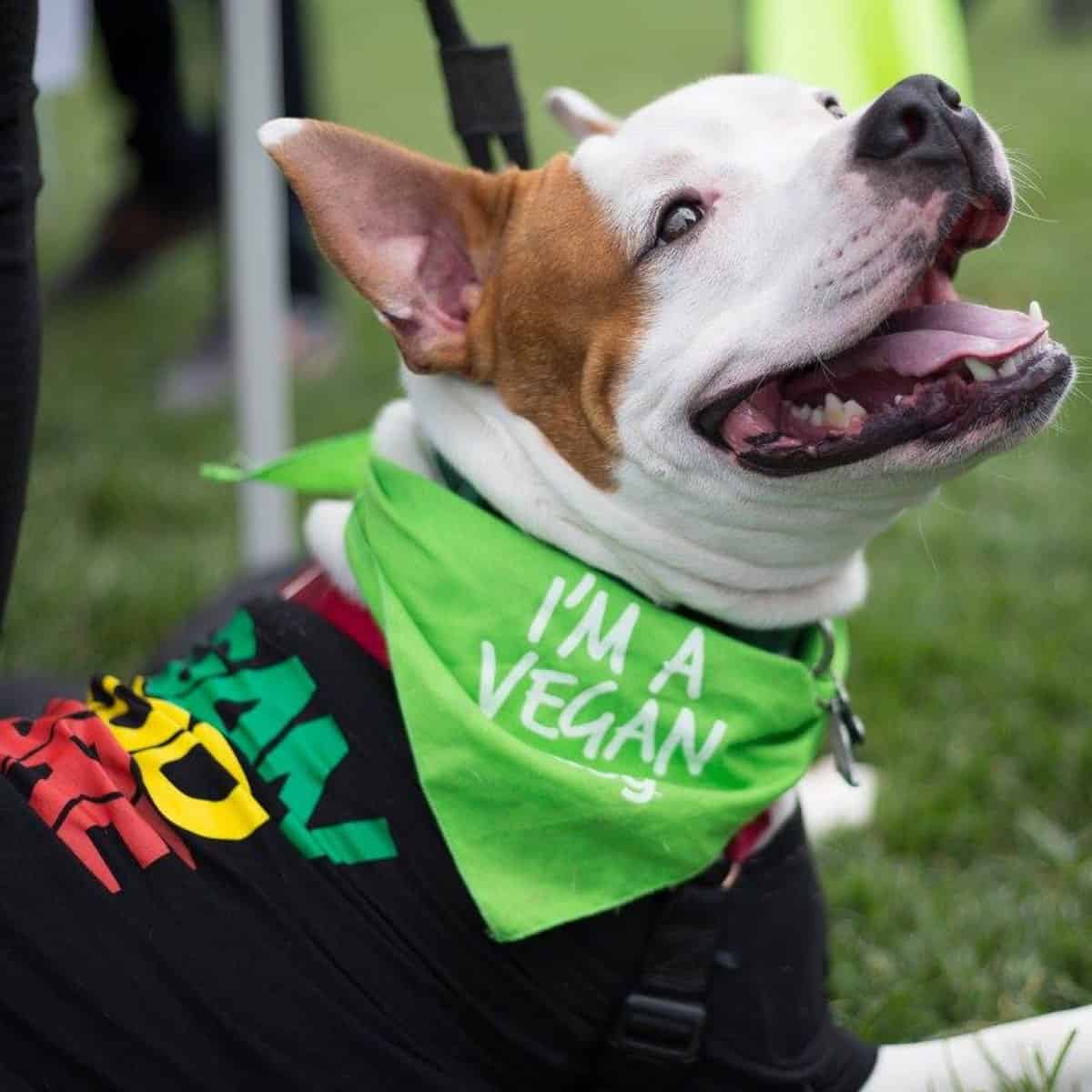 vegan dog wearing an im vegan bandana at a vegan festival