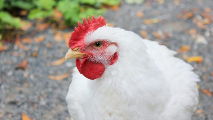 A Chicken Named Iann: Factory Farm to Freedom