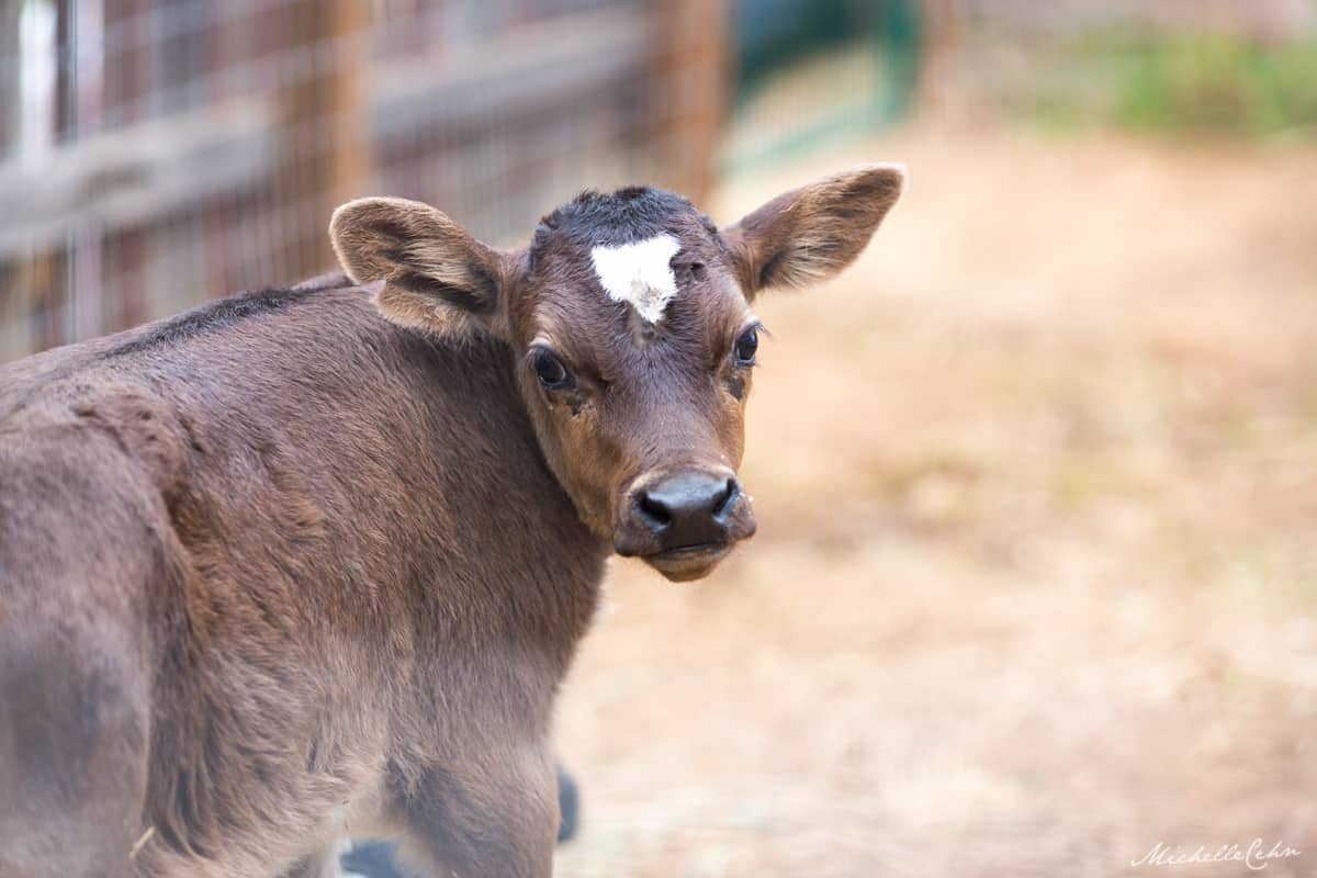 animal place farm sanctuary rescued baby calf photo