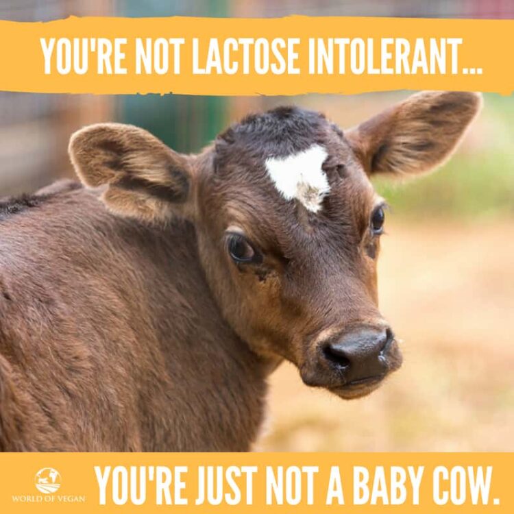 It's Not Lactose Intolerance—You're Just Not A Baby Cow