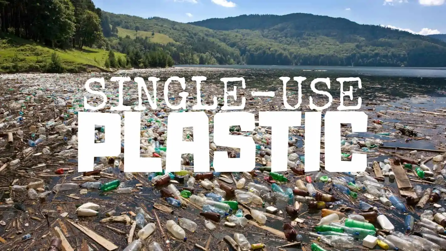 Plastic Kills 100 Million Marine Mammals Every Year—Here’s What We Can Do to Help