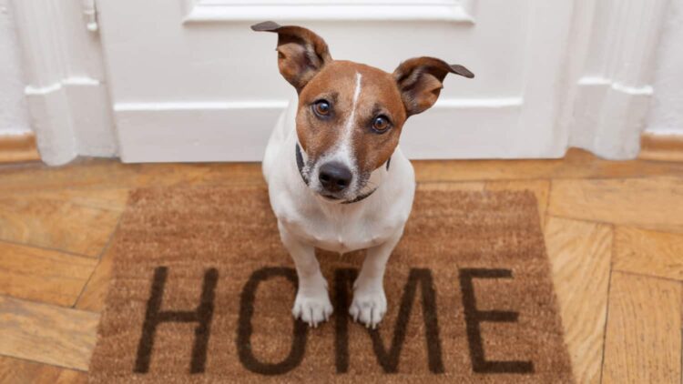 Are Animal Products Sneaking Into Your Home?
