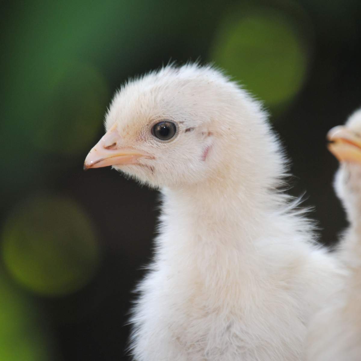 A cute baby turkey chick with soft fluffy feathers.
