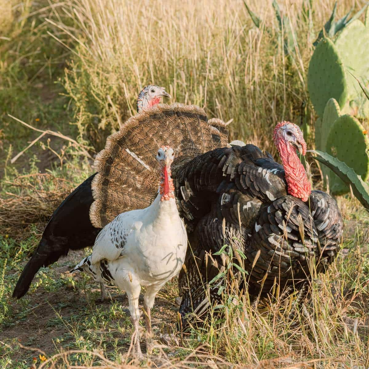 A flock of thee turkeys in the grass.