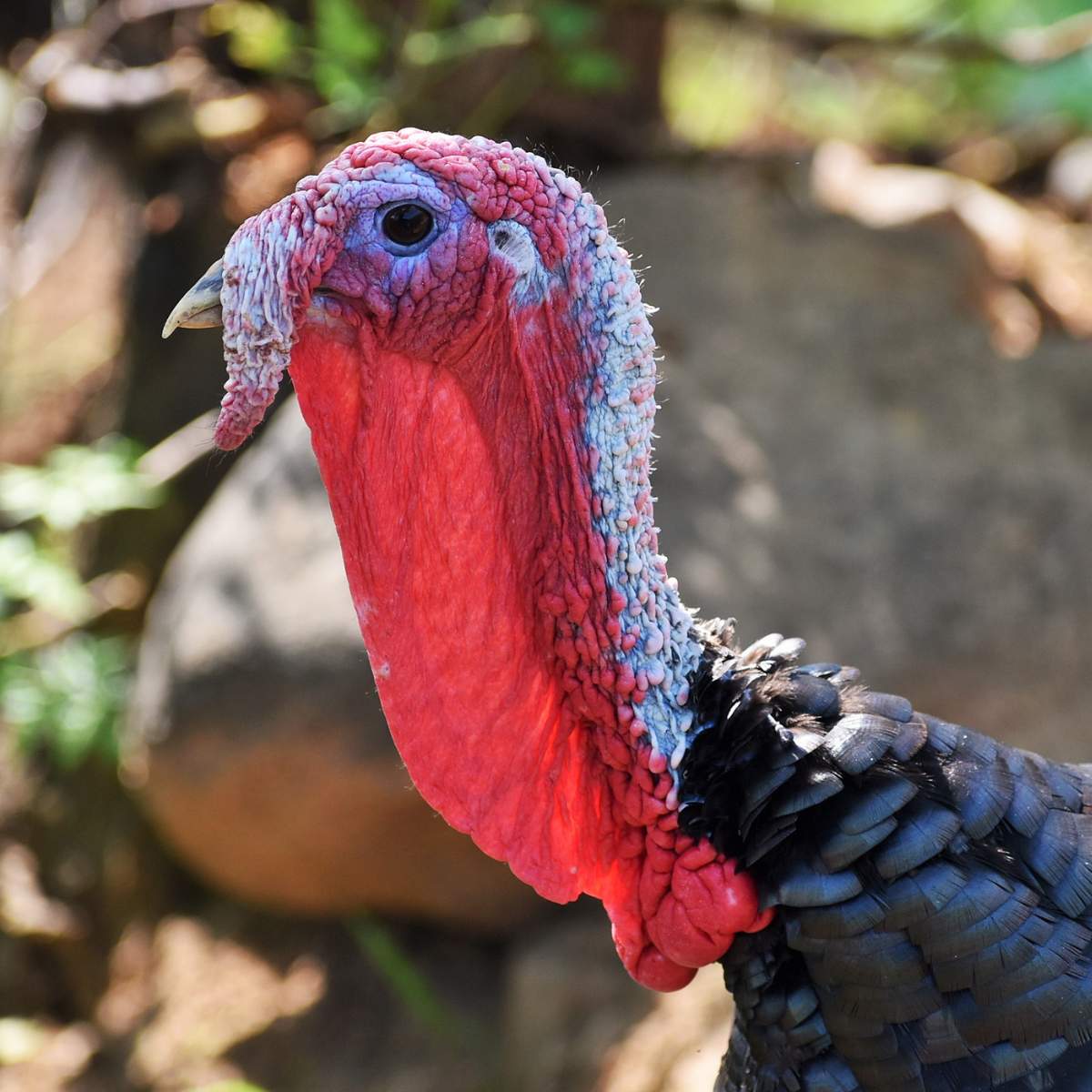 The face of a male turkey with a red snood hanging over his beak.
