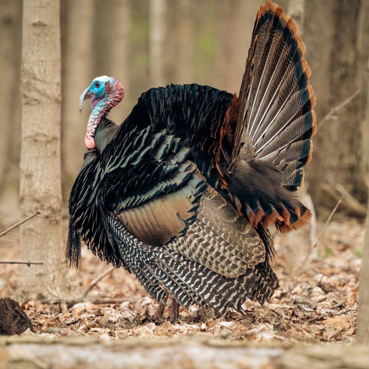 15 Fun Facts About Turkeys