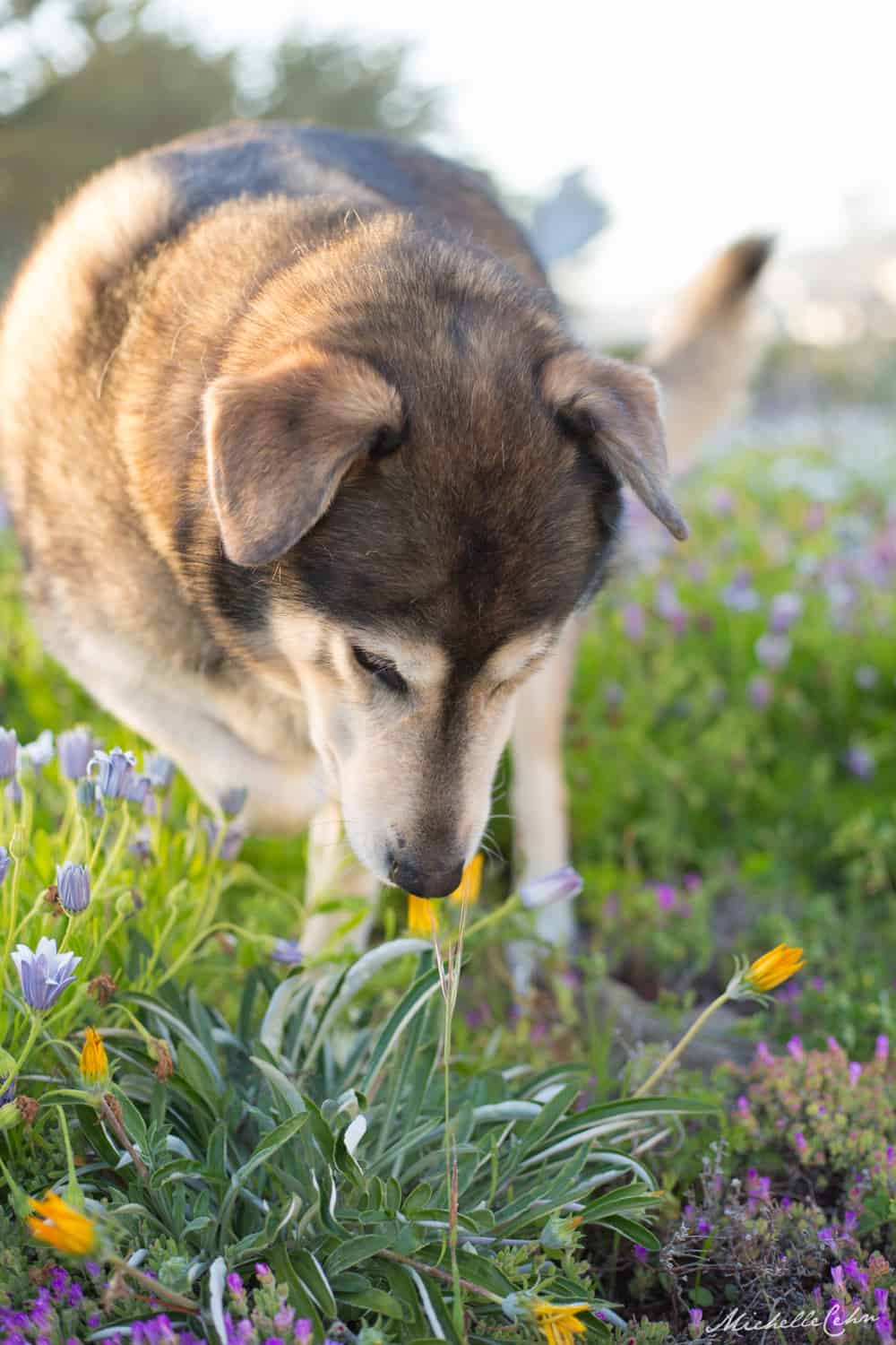 Shepherd Husky Mutt Vegan Dog Sniffing Wild Flowers in Cambria, California