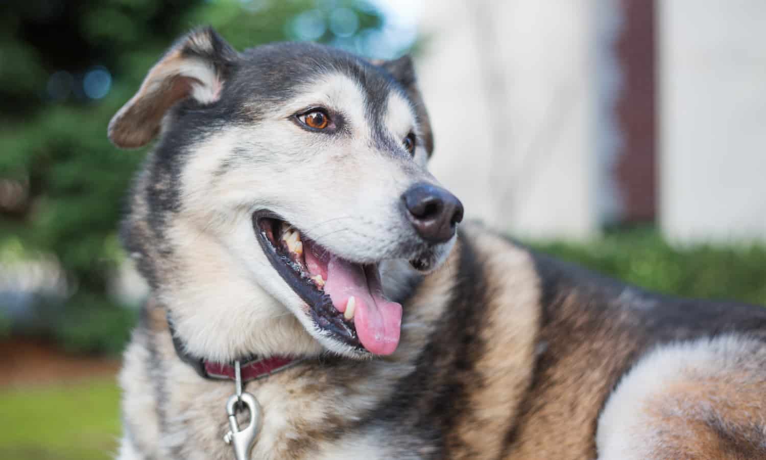 Best vegan dog food australia sale