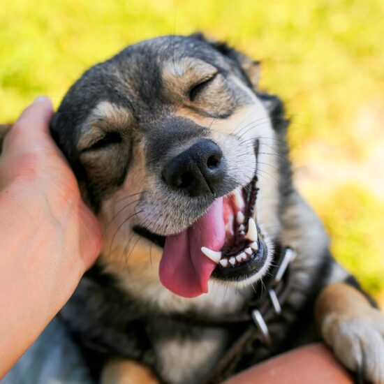 A photo of a happy dog.