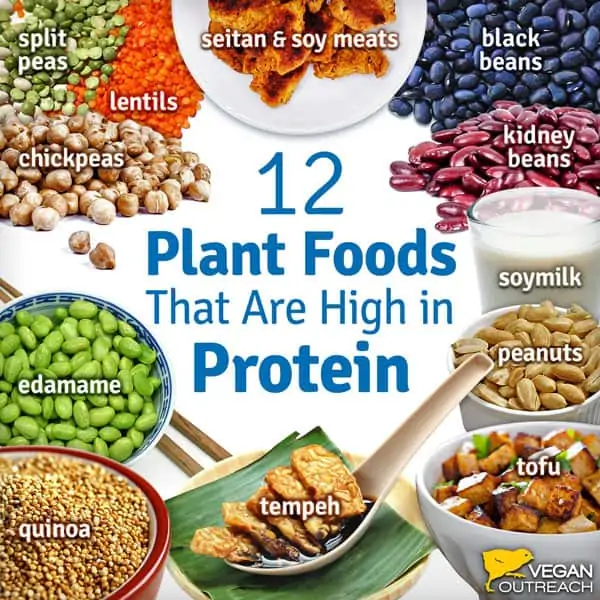 Vegan Protein Sources that are plant based including seitan peas beans quinoa edamame peanuts tofu and soymilk
