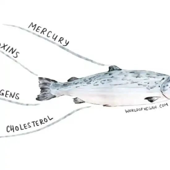 What's Wrong With Fish? Illustration showing mercury, toxins, and cholesterol.