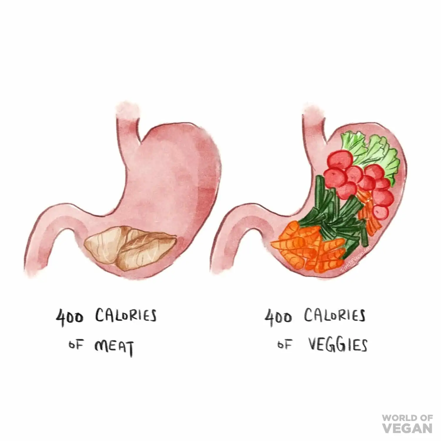 Vegan Food vs Meat Stomach Calories Illustration