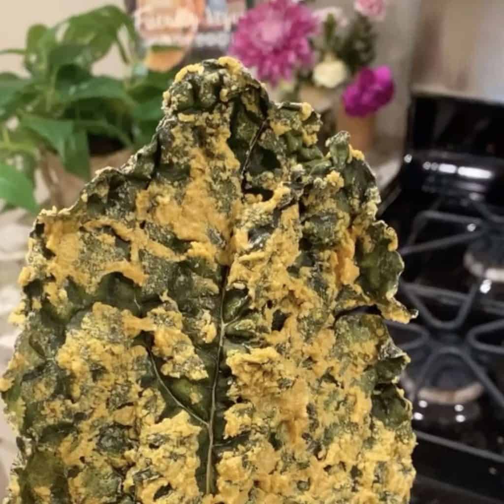 The BEST Cheezy Dehydrator Kale Chips