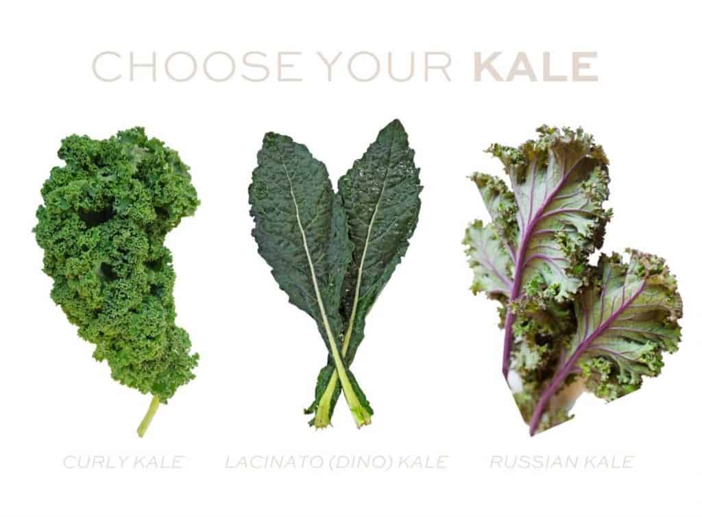 types of kale curly vs lacinato dino vs red russian