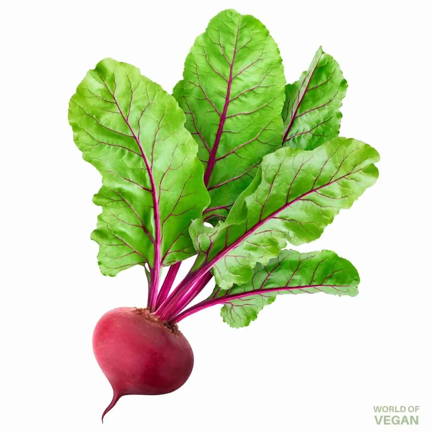 Photo of a perfect red beet with leaves from the garden