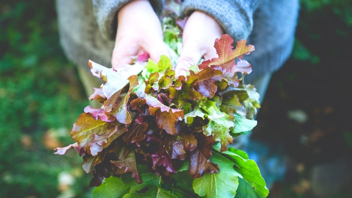 Gather Your Greens for the Best Vegan Salads