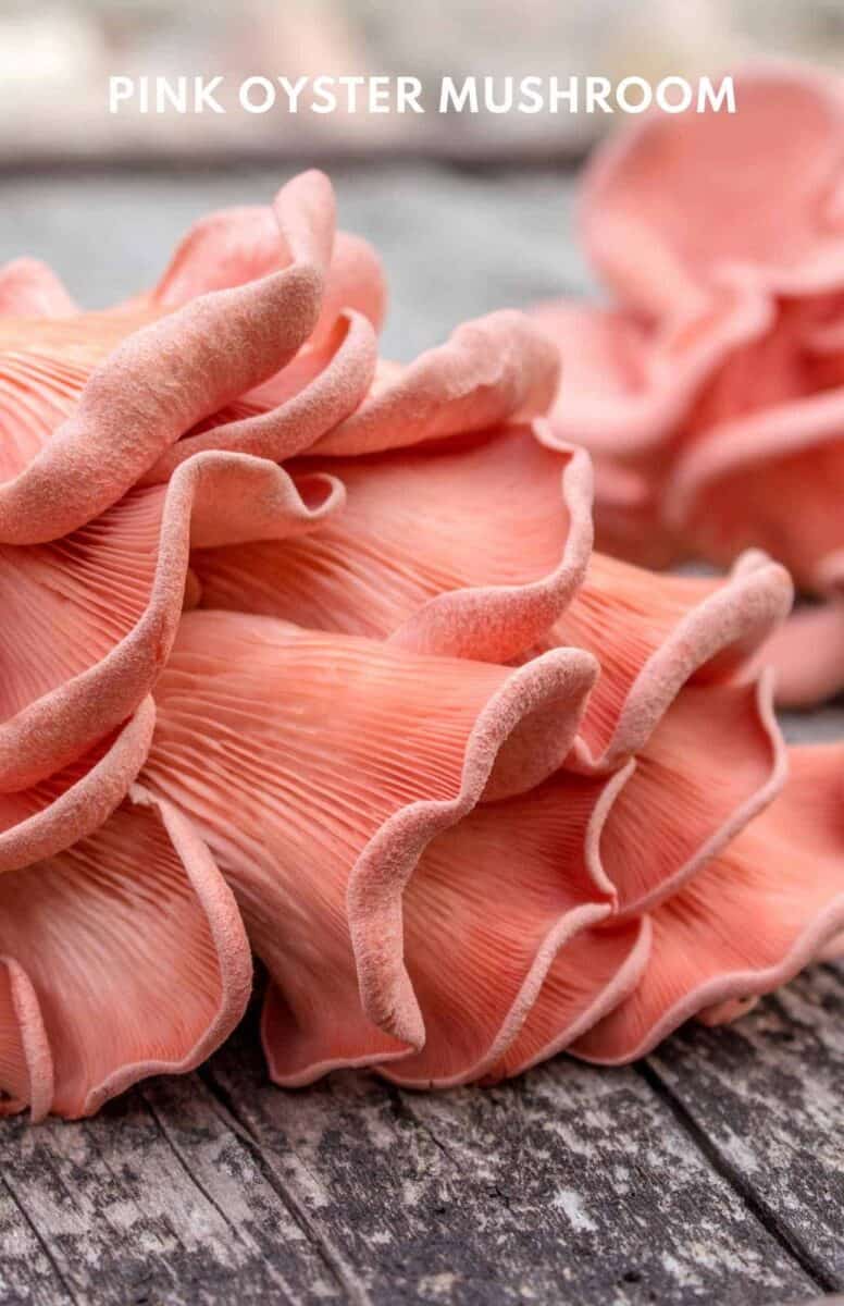 30+ Amazing Oyster Mushroom Recipes To Try