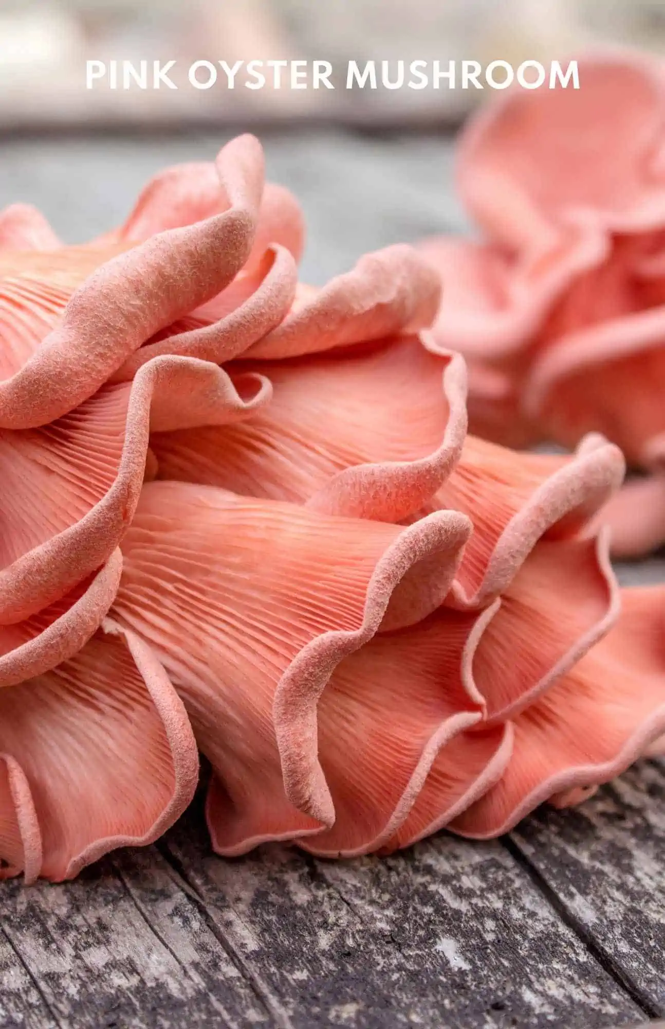 A beautiful salmon-colored pink oyster mushroom up close on a table. 