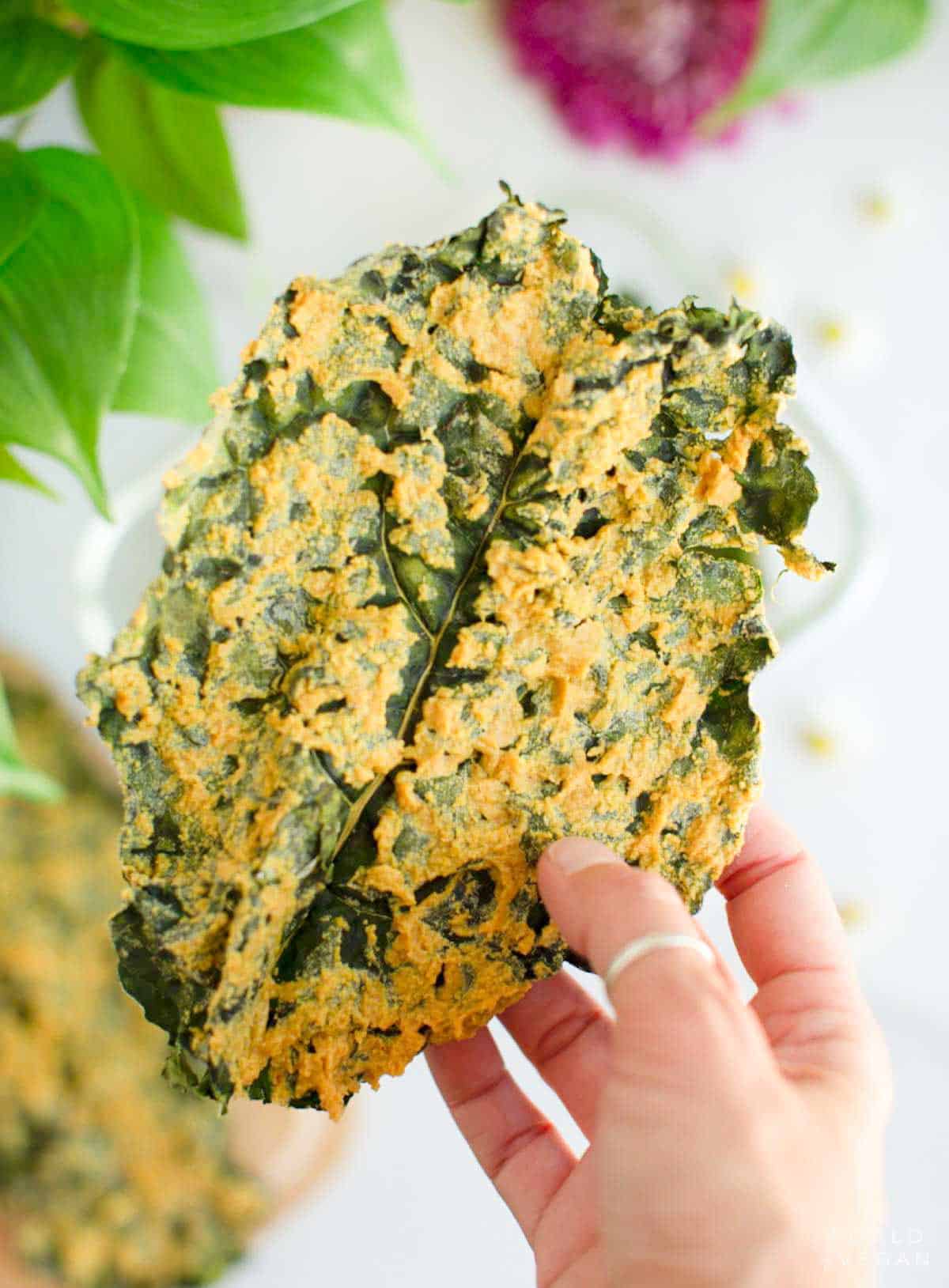 holding a large whole dino cheezy vegan dehydrated kale chip made in the excalibur dehydrator