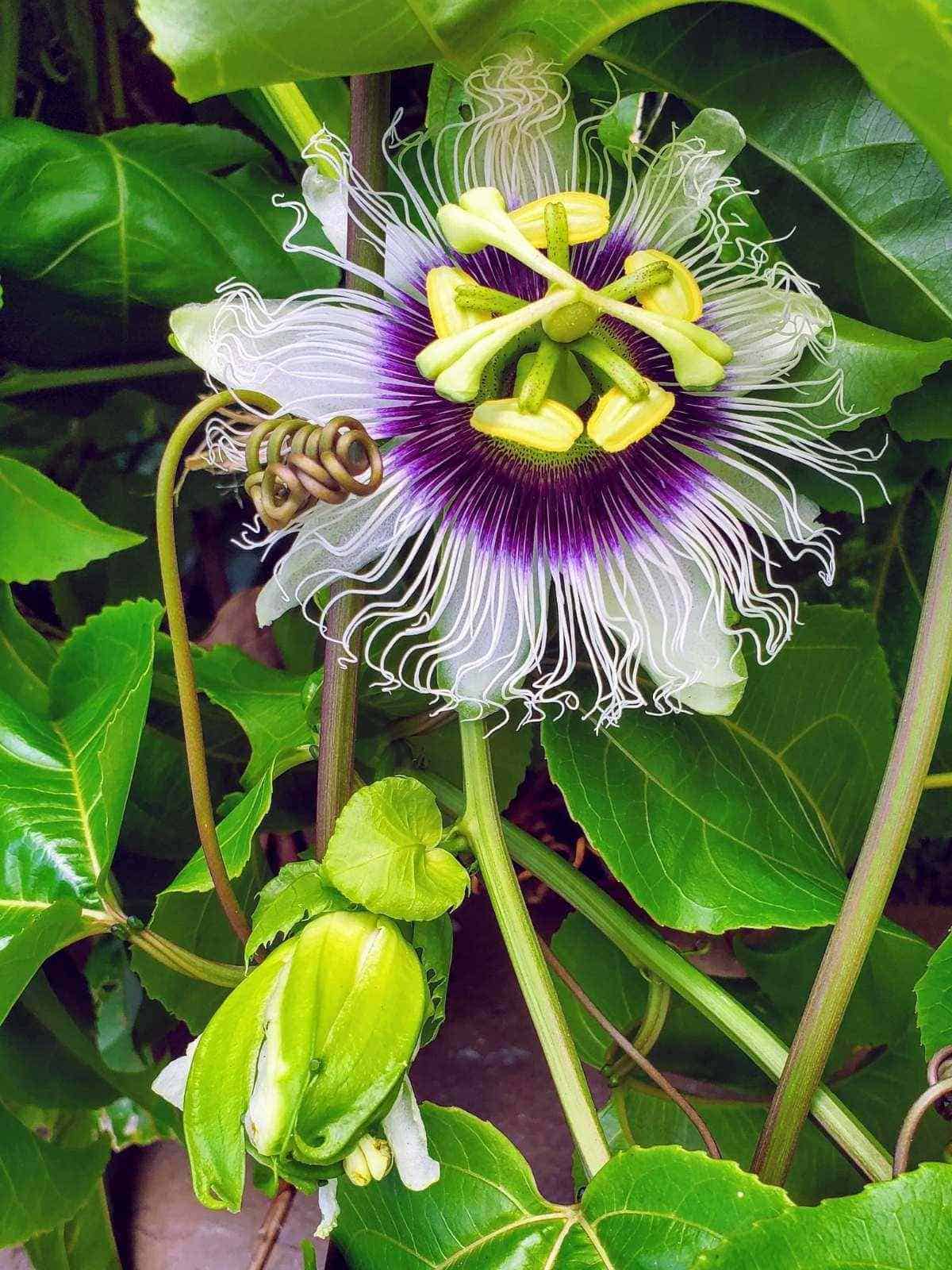 Purple lilikoi flower on a vine.