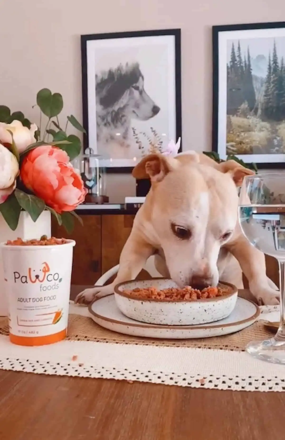 A dog sitting at a table, eating a bowl of PawCo Foods vegan adult dog food.