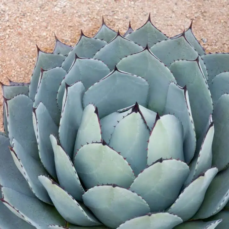 Blue Agave (Restaurants and Guide)