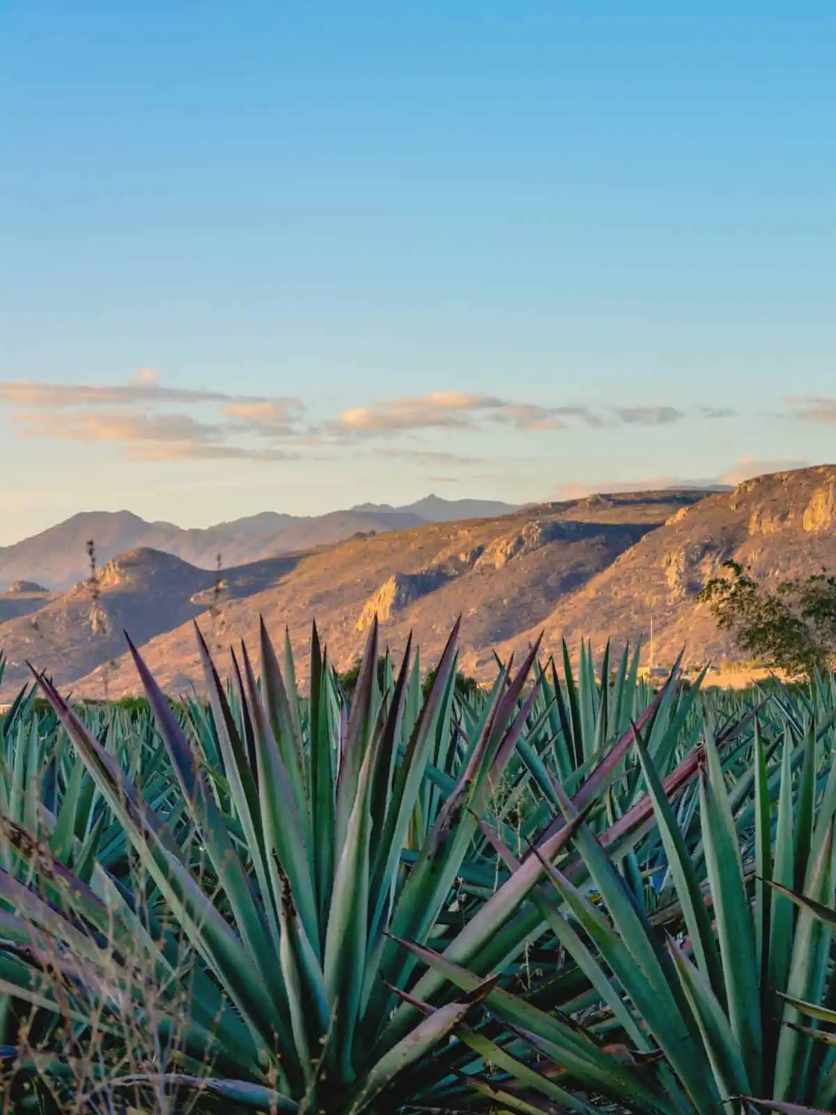 A field of blue agave plants in front of mountains.