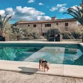 Pig standing in front of the pool at Villa Vegana.