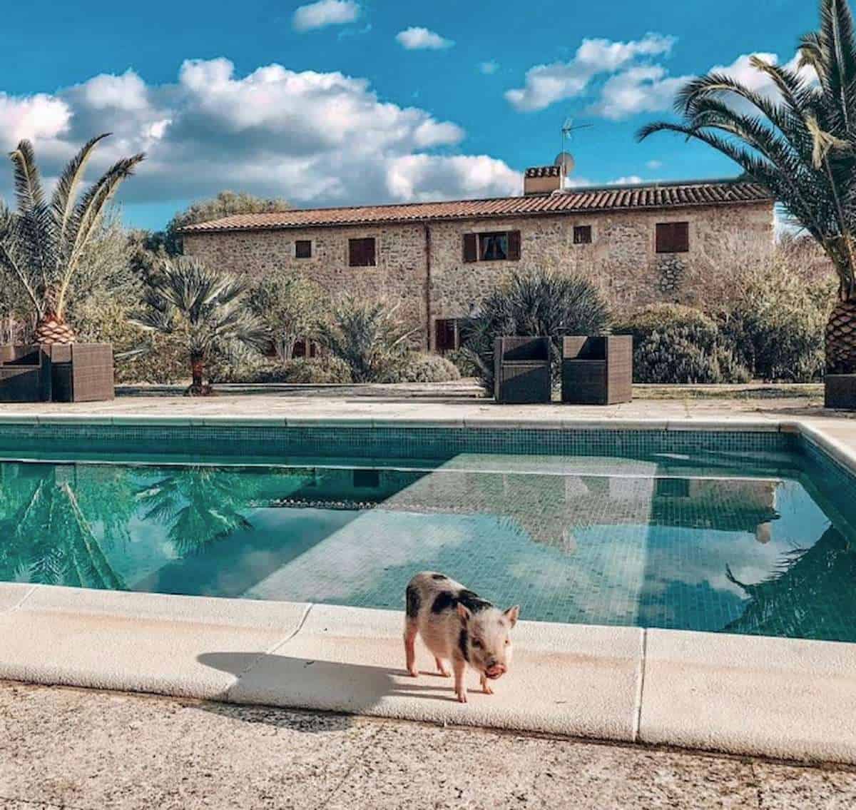 Pig standing in front of the pool at Villa Vegana.