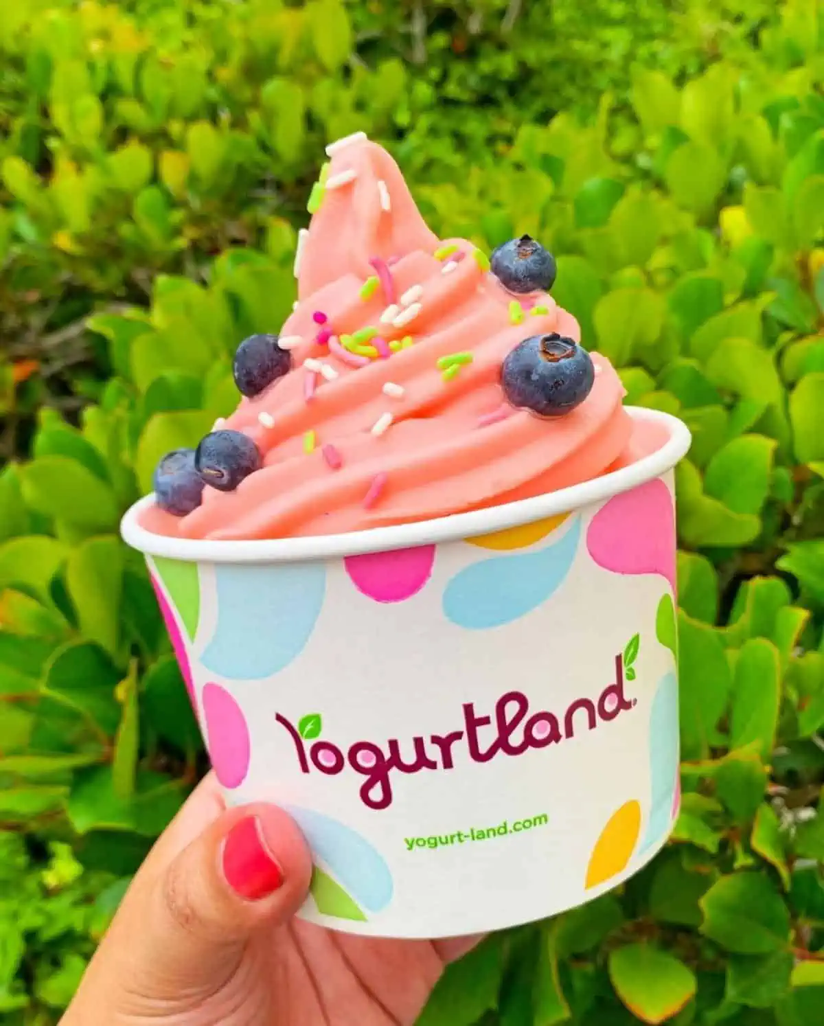 A cup of watermelon vegan sorbet from Yogurtland.